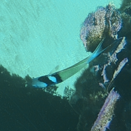 Thalassoma bifasciatum