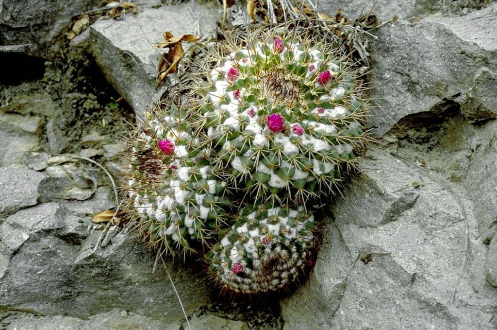 Mammillaria craigii  iNaturalist