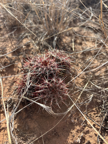 Green-flower Hedgehog Cactus