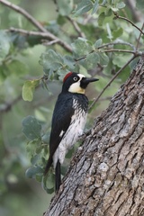 Acorn Woodpecker