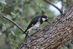 Acorn Woodpecker