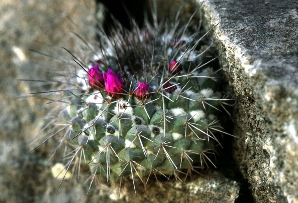Mammillaria craigii  iNaturalist