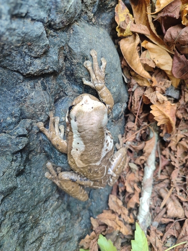 Chocoan milky frog