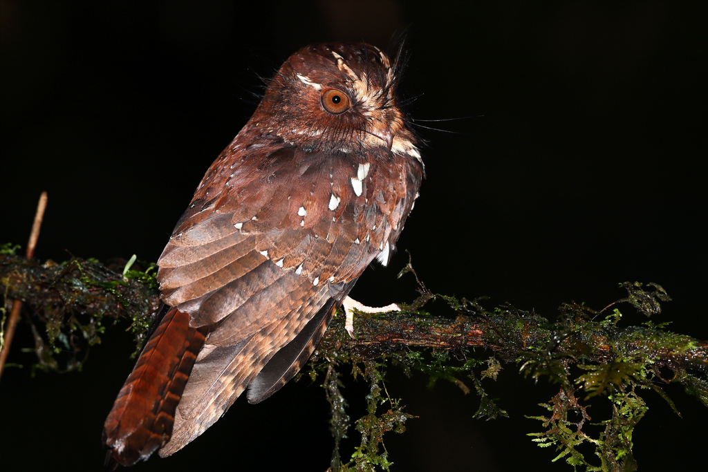 Feline Owlet-nightjar (Aegotheles insignis) photo