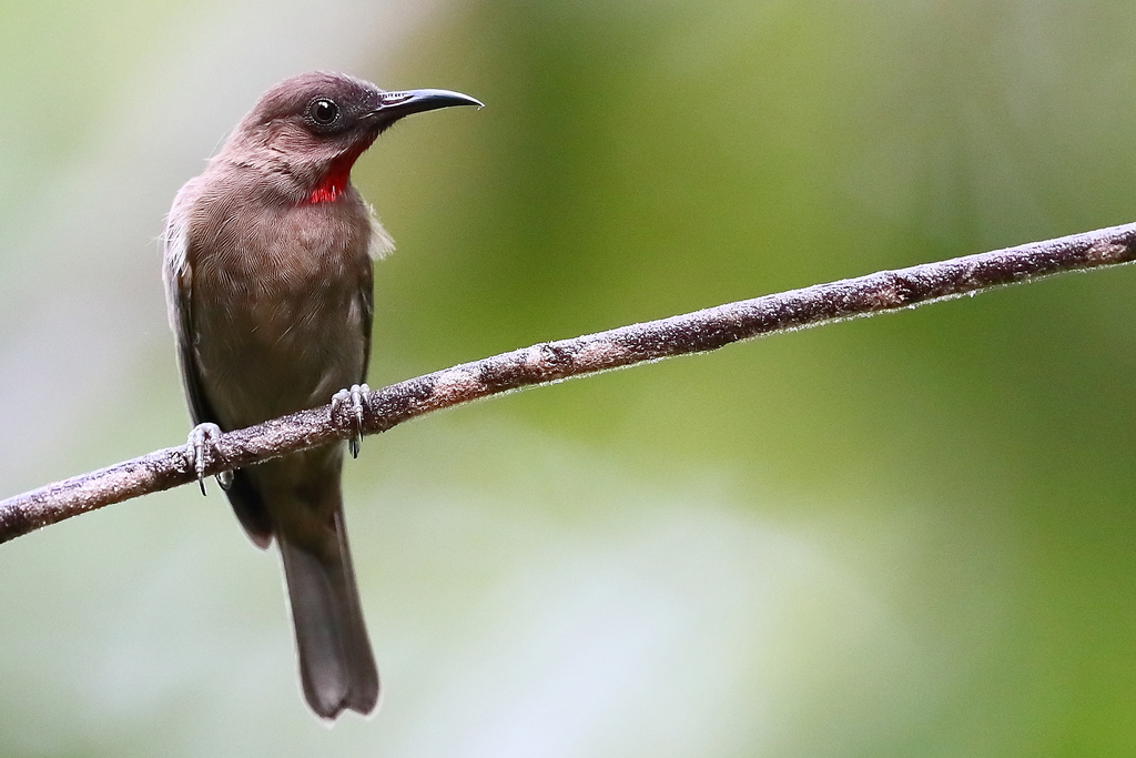 Ruby-throated Myzomela photo