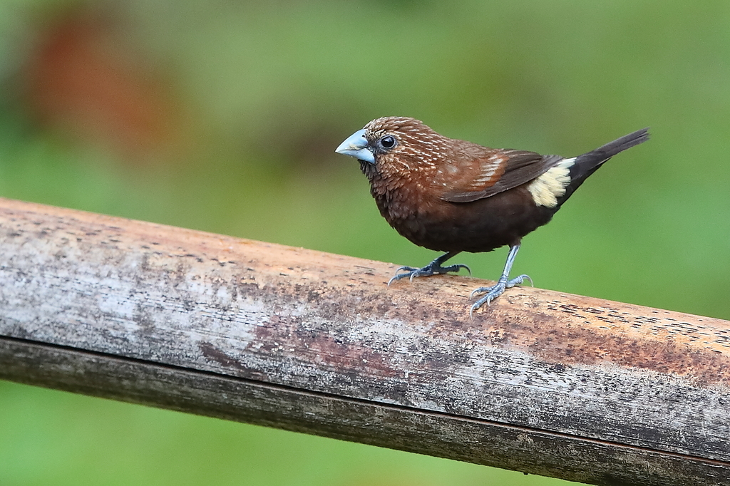 Streak-headed Munia (Mayrimunia tristissima) photo