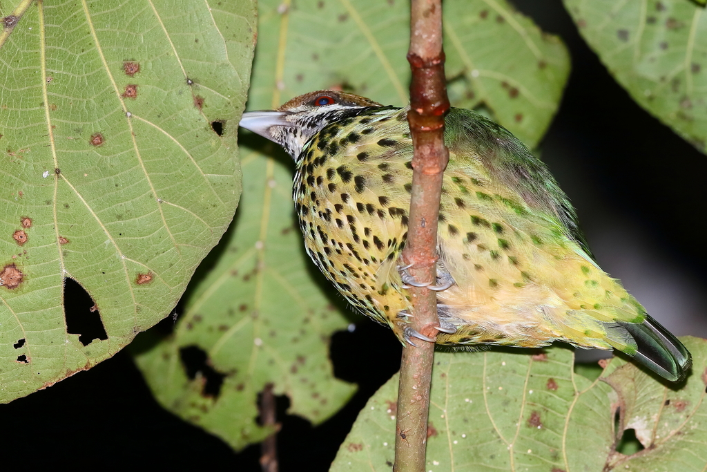 Tan-capped Catbird photo