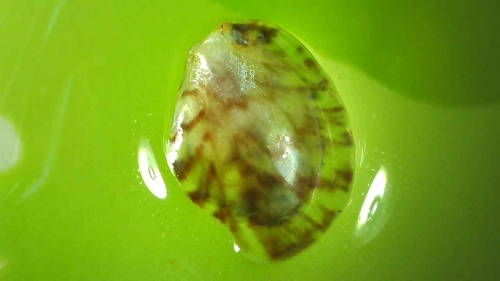 Electroma vexillum