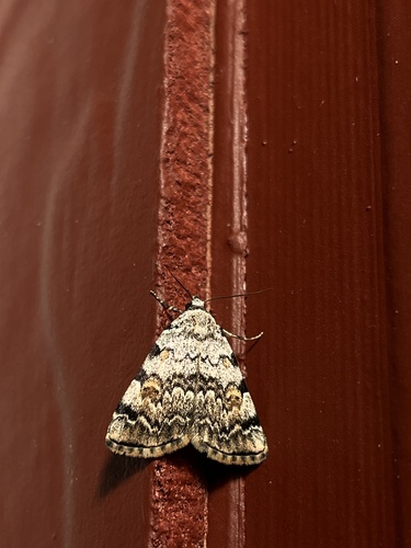 iNaturalist observation photo of American Idia Moth