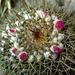 Mammillaria craigii - Photo (c) Jonathan Mohl, all rights reserved, uploaded by Jonathan Mohl