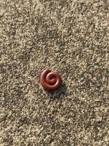 Rusty Millipede