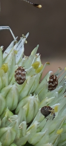 Varied Carpet Beetle