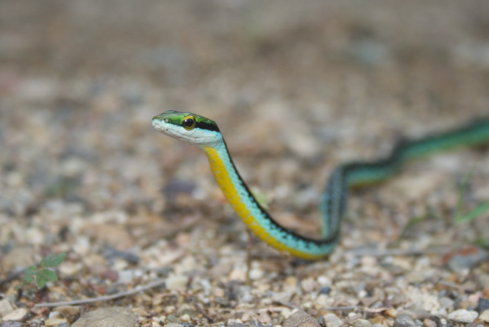 Tres Marías Parrot Snake From San Blas, Nay., México On September 07 