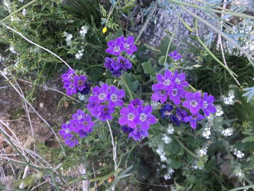 iNaturalist observation photo of Notch-leaf Scorpionweed