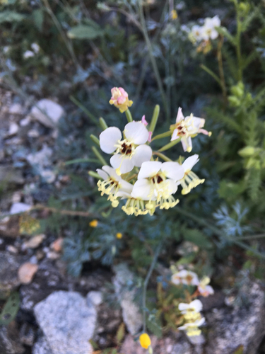 iNaturalist observation photo of Browneyes
