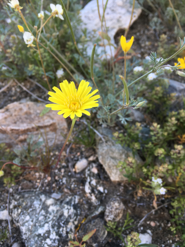iNaturalist observation photo of desert dandelion