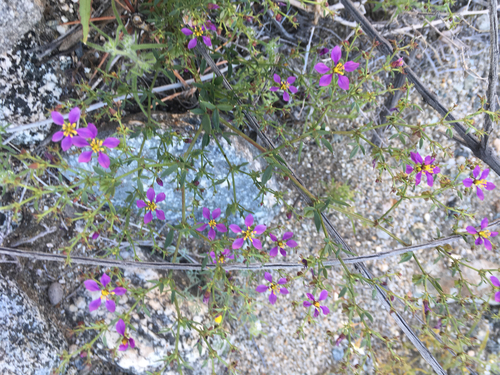 iNaturalist observation photo of California fagonbush