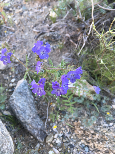 iNaturalist observation photo of distant phacelia