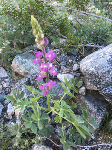 iNaturalist observation photo of Arizona lupine