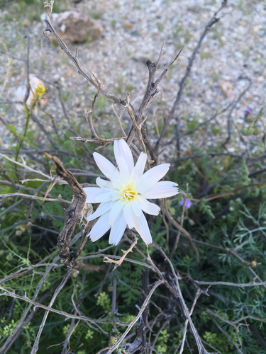 iNaturalist observation photo of Desert Chicory