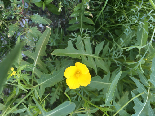 iNaturalist observation photo of goldpoppy