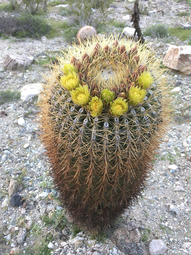 iNaturalist observation photo of California Barrel Cactus
