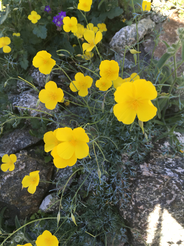 iNaturalist observation photo of goldpoppy