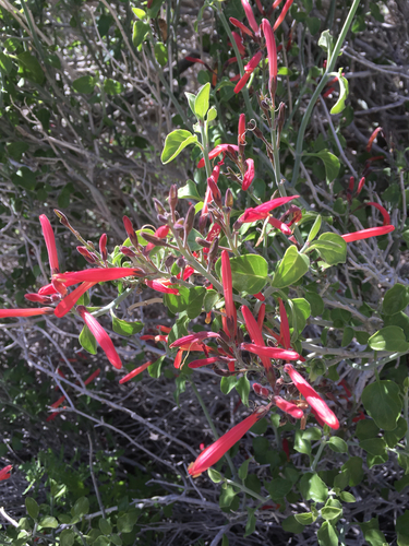 iNaturalist observation photo of chuparosa