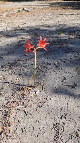 Zephyranthes splendens