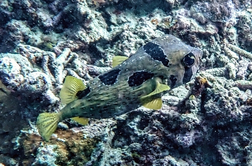 Diodon liturosus