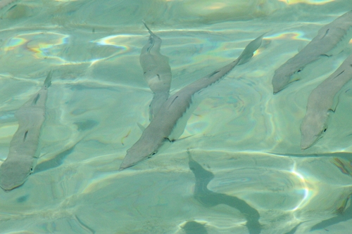 Sphyraena barracuda