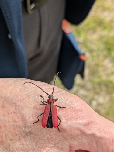 Red Longicorn Beetle