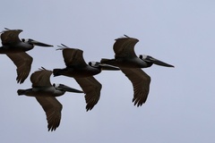 California Brown Pelican