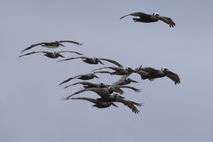 California Brown Pelican