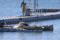Pacific Harbor Seal