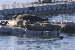Pacific Harbor Seal