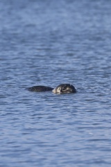 Pacific Harbor Seal