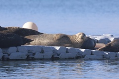 Pacific Harbor Seal