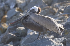 California Brown Pelican