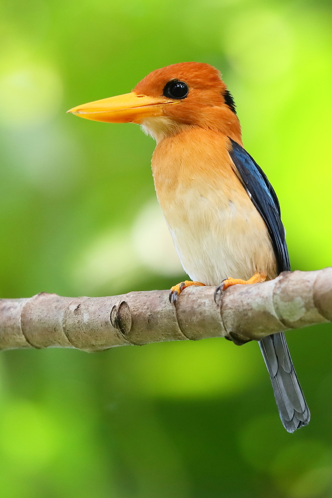 Yellow-billed Kingfisher photo