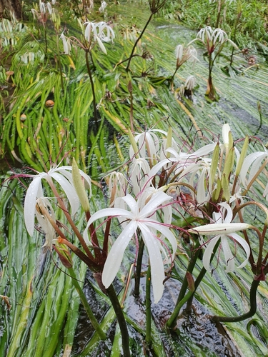 Crinum thaianum