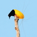 Paradisaeidae - Photo (c) Carlos N. G. Bocos, כל הזכויות שמורות, הועלה על ידי Carlos N. G. Bocos