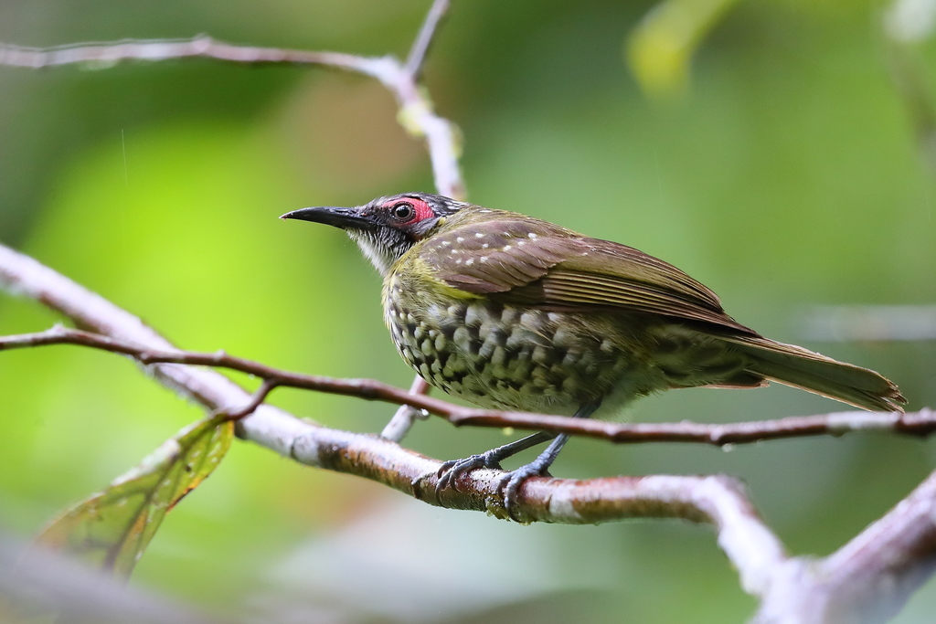 Spotted Honeyeater (Xanthotis polygrammus)