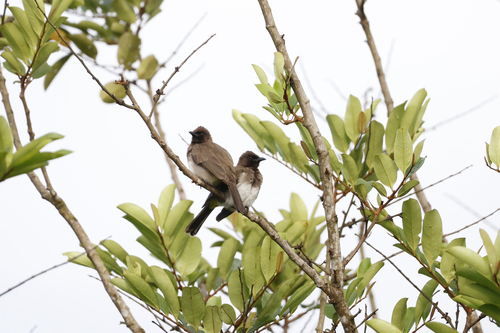 Common Bulbul