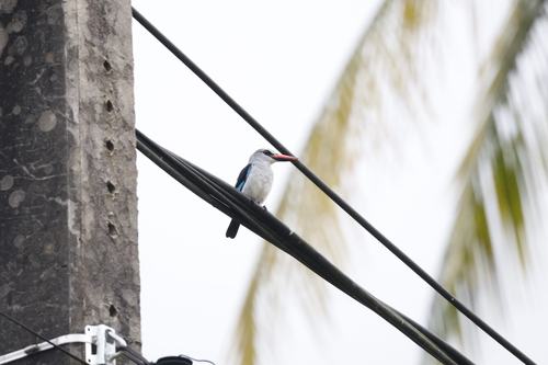Woodland Kingfisher