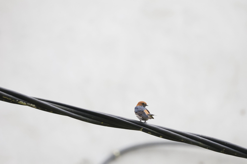 Lesser Striped Swallow