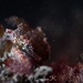 Observation photo