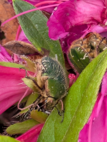 Cetonia roelofsi roelofsi