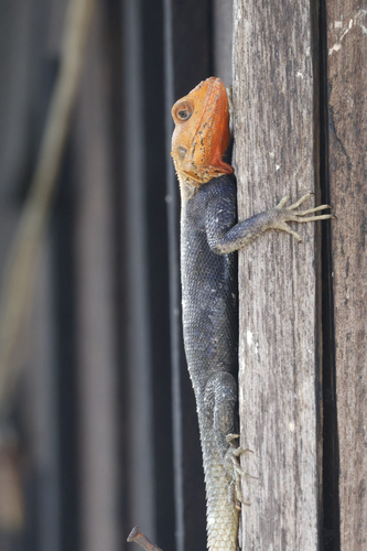 Peters's Rock Agama