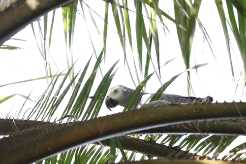 Gray Parrot